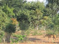 Chobe Bootsfahrt Löwe