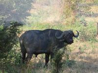 Chobe Büffel am Straßenrand