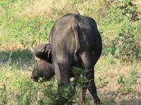 Chobe Büffel am Straßenrand von hinten
