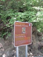 Platane im Dorf Krasi