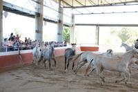 Jetzt aber mal langsam mit den jungen Gäulen!