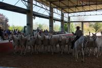 Vorführung der PRE-Schimmel