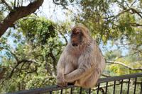 Ich denke, also bin ich. 