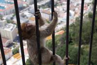 geschickter Kletterer? 