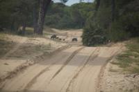 Rotte Wildschweine, Coto de Doñana