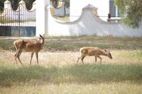Rotwild, Kuh und Kalb, Coto de Doñana