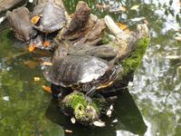 A Cupulatta