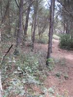Wanderung von Es Migjorn Gran an den Strand von Cala Galdana