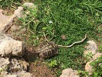 Kleiner Stadtrundgang in Binibeca