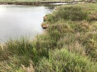Naturpark S'Albufera