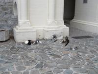 Katzen im Kykkos Kloster