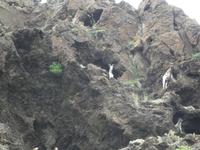 Italien, Elba, Porto Azzurro, Ziegen an der Mövenküste