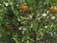 Orangenbaum