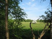 Schwarzes Moor- Blick auf Moorwiese