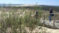  Kurische Nehrung , Paranider Düne(Hohe Düne) 
