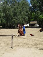 Ausflug Puszta - Besuch im Gestüt