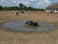 Ausflug Puszta - Besuch im Gestüt