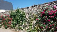 DSC_0298Villandry (1)