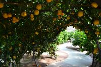 Besuch des Zitronengartens