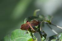 Kalimantan feuerlibelle