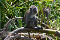 kalimantan Javaneraffe1