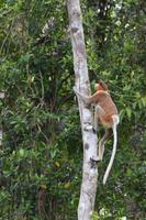 Kalimantan Nasenaffe 4