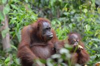 Kalimantan Orang 4
