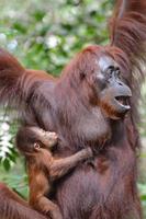 Kalimantan orang 8