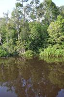 Kalimantan Sequojer 4