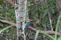 Kalimantan Storchschnabel Eisvogel