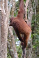 Kalimantsan Orang 3