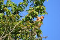 Kinabatagan Nasenaffe