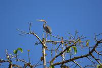 Kinabatagan Purpurreiher