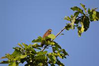 Kinabatagan Schlangenadler