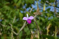 Sabah Bambusorchidee