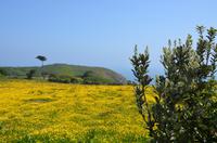 Butterblumenwiese auf Sark