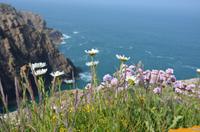 Blütenpracht Jerseys