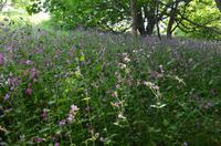 Blütenpracht Jerseys