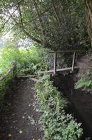 Waldpfad zu den Green Lanes