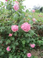Im Boboligarten blühen die Rosen