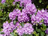 Herrliche Blütenpracht