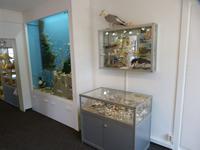 Im Muschelmuseum