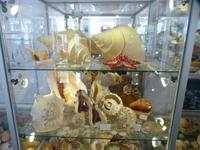 Muscheln in allen Größen