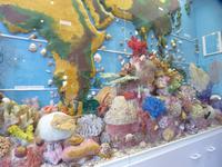 Muscheln aus aller Welt