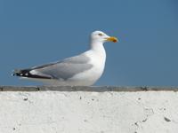 Ein Stammgast der Insel