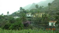 La Gomera - Palmental im Nebel