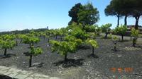 Gran Canaria - Weinterrassen auf Lavastein