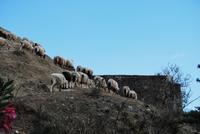 Schafe bei Gortyn