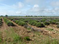 Lavendelfeld - Hochfläche von Valensole