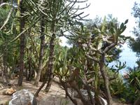 Monaco - botanische Vielfalt